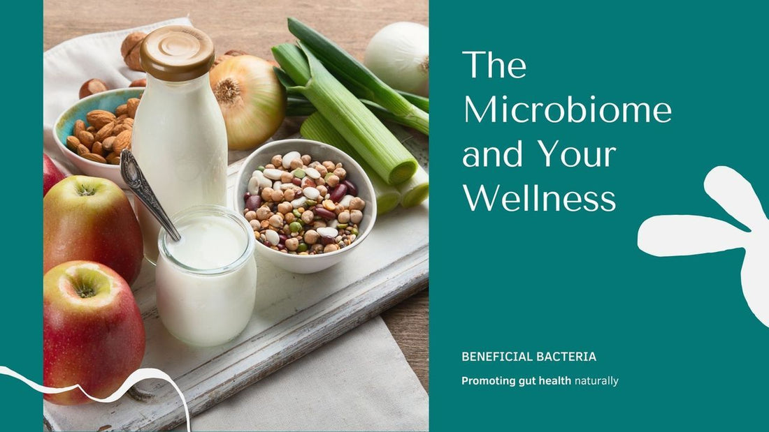 Gut Health 101: How Your Microbiome Impacts Wellness